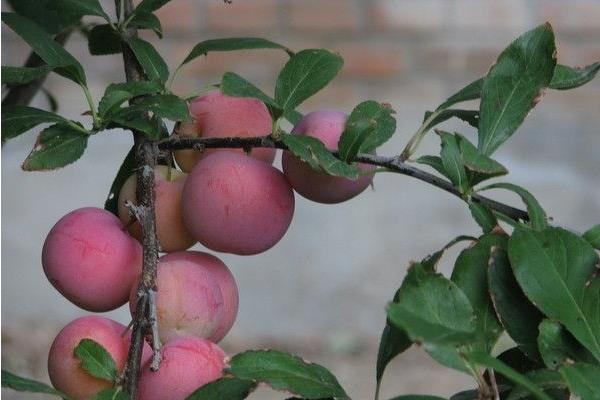 李子树几年结果