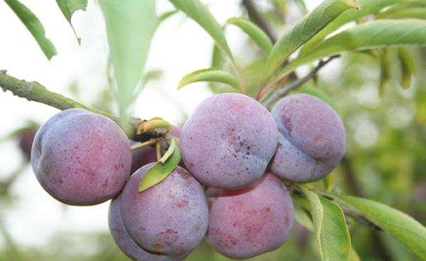 李子树几年结果