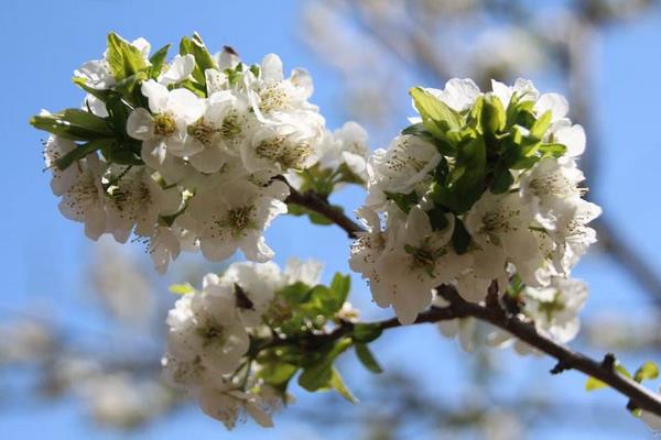 李子树几年结果