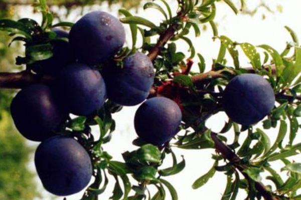 晚熟李子优良品种有哪些