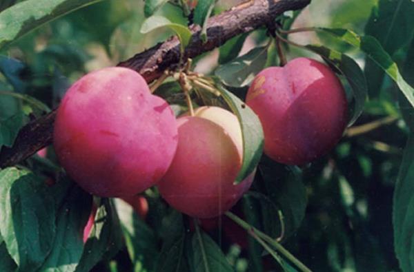 晚熟李子优良品种有哪些