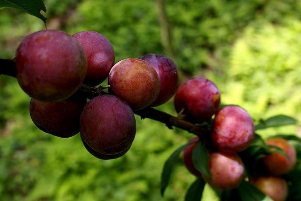 晚熟李子优良品种有哪些