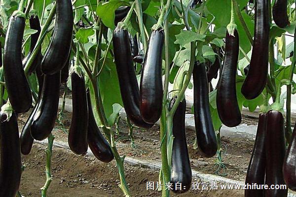 2018种茄子赚钱吗?茄子种植的利润与投资成本及前景预测