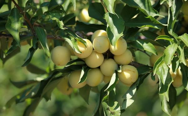 晚熟李子优良品种有哪些