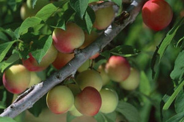 晚熟李子优良品种有哪些