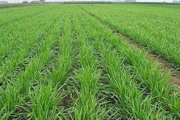 2018种韭菜赚钱吗?韭菜种植的利润与投资成本及前景预测