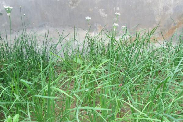 2018种韭菜赚钱吗?韭菜种植的利润与投资成本及前景预测