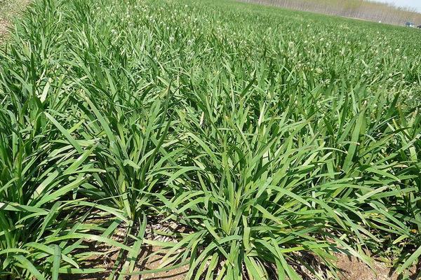 2018种韭菜赚钱吗?韭菜种植的利润与投资成本及前景预测