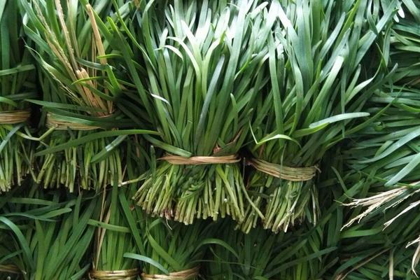 2018种韭菜赚钱吗?韭菜种植的利润与投资成本及前景预测