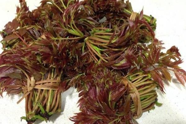 2018种香椿赚钱吗?香椿种植的利润与投资成本及前景预测