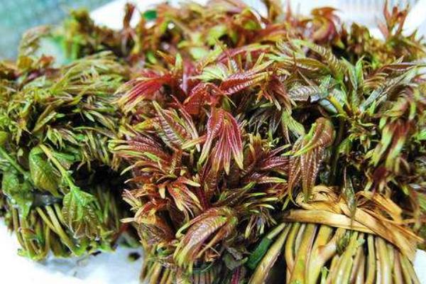 2018种香椿赚钱吗?香椿种植的利润与投资成本及前景预测