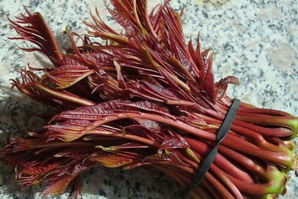 2018种香椿赚钱吗?香椿种植的利润与投资成本及前景预测