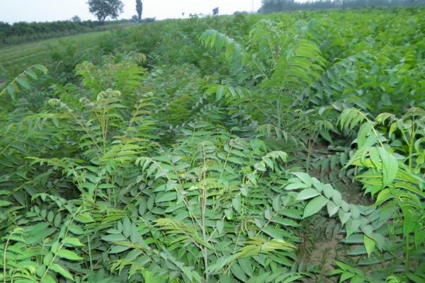 2018种香椿赚钱吗?香椿种植的利润与投资成本及前景预测