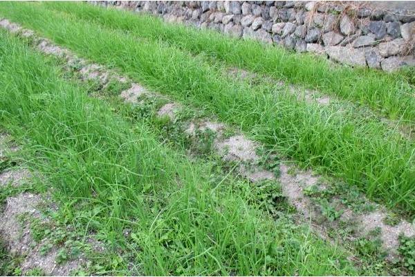 2018种洋葱赚钱吗?洋葱种植的利润与投资成本及前景预测