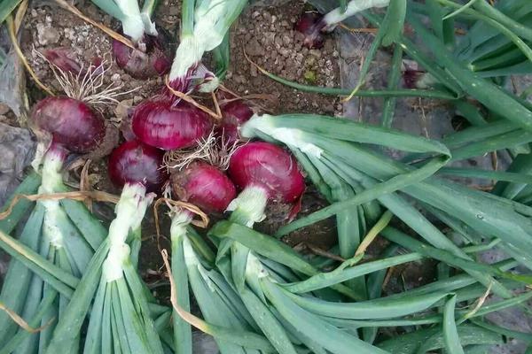 2018种洋葱赚钱吗?洋葱种植的利润与投资成本及前景预测