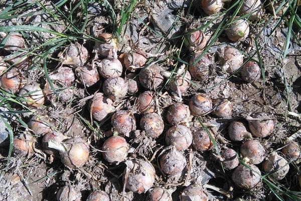 2018种洋葱赚钱吗?洋葱种植的利润与投资成本及前景预测