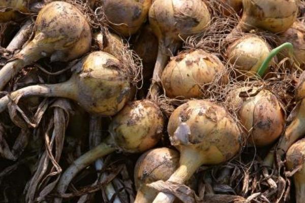 2018种洋葱赚钱吗?洋葱种植的利润与投资成本及前景预测