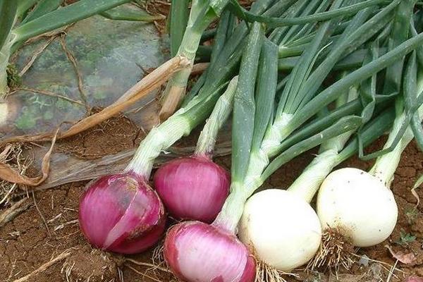 2018种洋葱赚钱吗?洋葱种植的利润与投资成本及前景预测