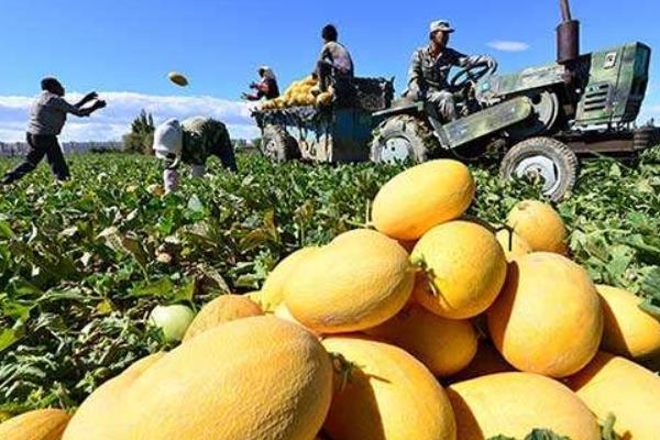 2018种哈密瓜赚钱吗?哈密瓜种植的利润与投资成本及前景预测