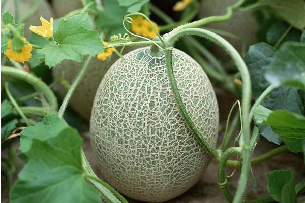 2018种哈密瓜赚钱吗?哈密瓜种植的利润与投资成本及前景预测
