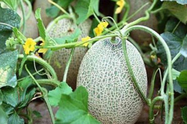 2018种哈密瓜赚钱吗?哈密瓜种植的利润与投资成本及前景预测