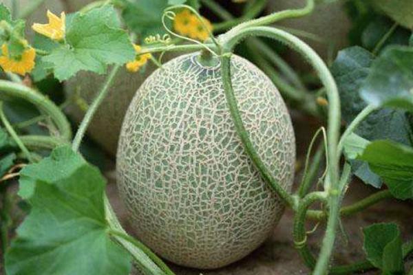 2018种哈密瓜赚钱吗?哈密瓜种植的利润与投资成本及前景预测