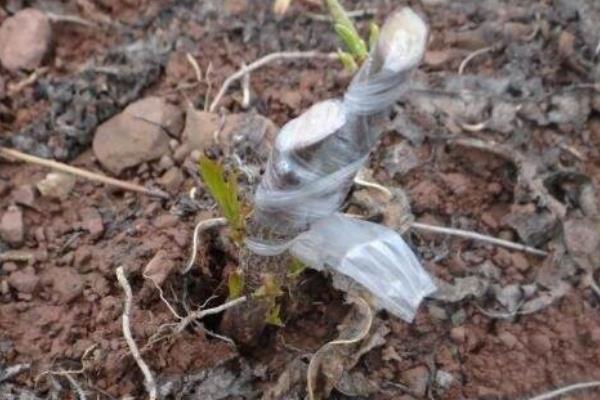 李子树嫁接时间和方法