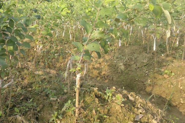 李子树嫁接时间和方法