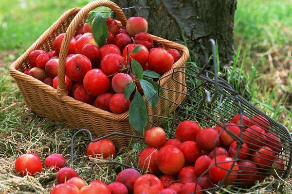 孕妇可以吃李子吗