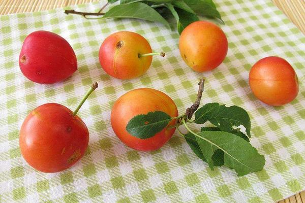 孕妇可以吃李子吗