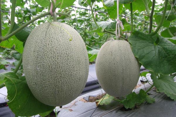 黄哈密瓜和绿哈密瓜的区别是什么