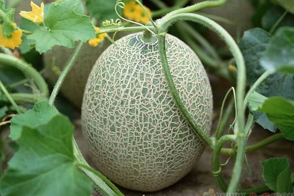 黄哈密瓜和绿哈密瓜的区别是什么