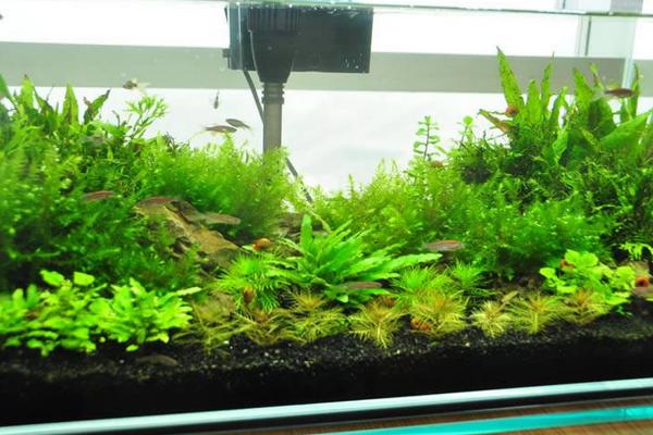 办公室养鱼风水都有哪些讲究?