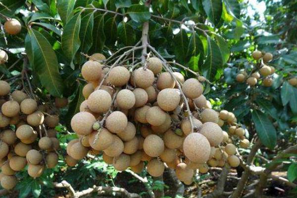 龙眼和桂圆的区别?龙眼不能和哪些水果一起吃?