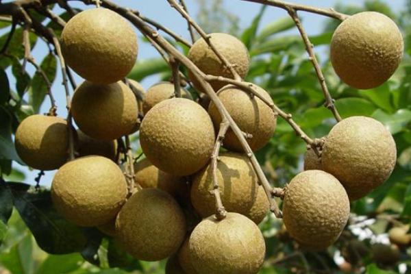 龙眼和桂圆的区别?龙眼不能和哪些水果一起吃?