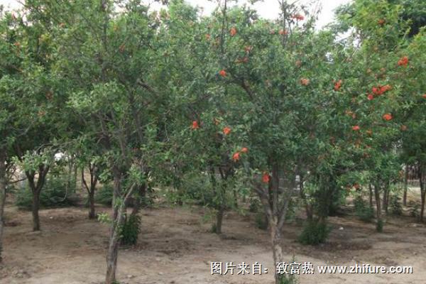 石榴树什么时候移栽