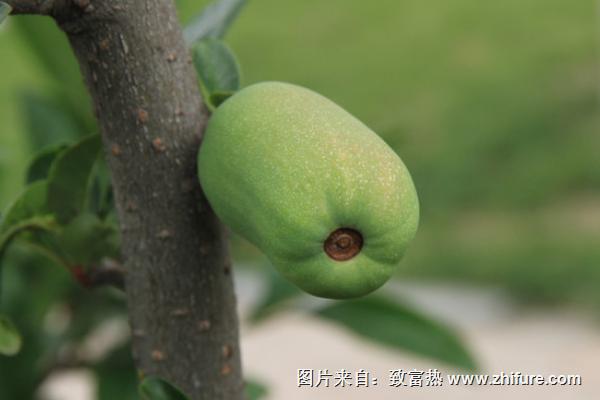 木瓜海棠果能吃吗