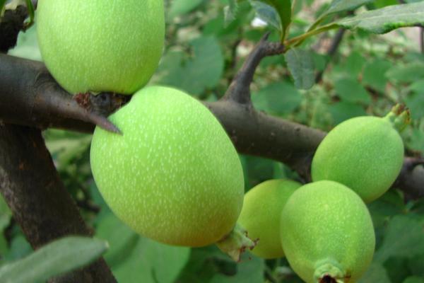 木瓜海棠果能吃吗