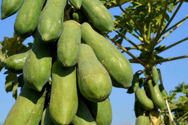 木瓜海棠果能吃吗