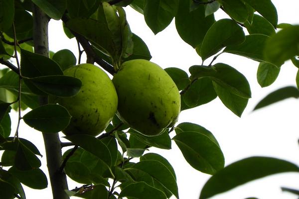 木瓜海棠果能吃吗