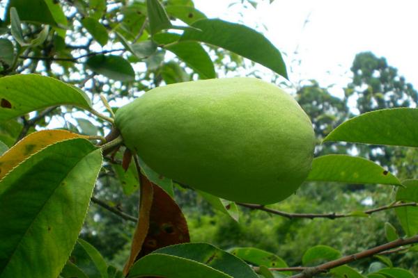 木瓜海棠果能吃吗