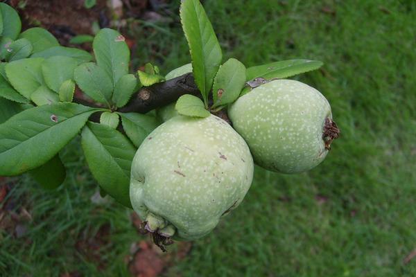 木瓜海棠果怎么吃