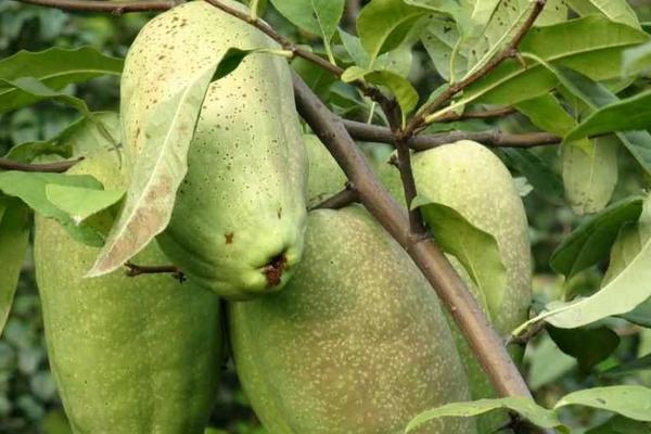 木瓜海棠果怎么吃