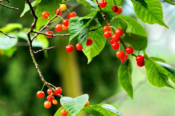 樱桃和什么不能一起吃