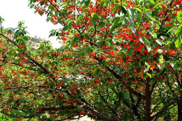 樱桃和什么不能一起吃