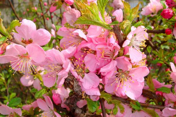 樱桃什么时候开花