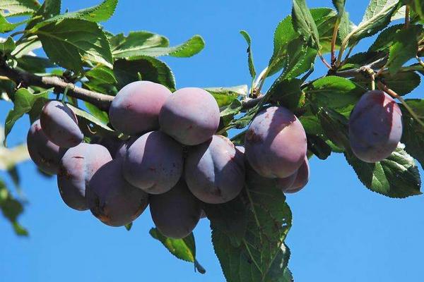 李子吃多了会怎么样