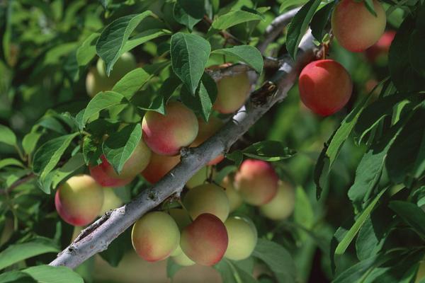 李子吃多了会怎么样