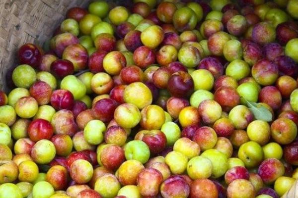 李子吃多了会怎么样