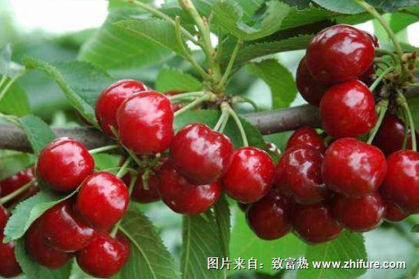 樱桃和樱花有关系吗